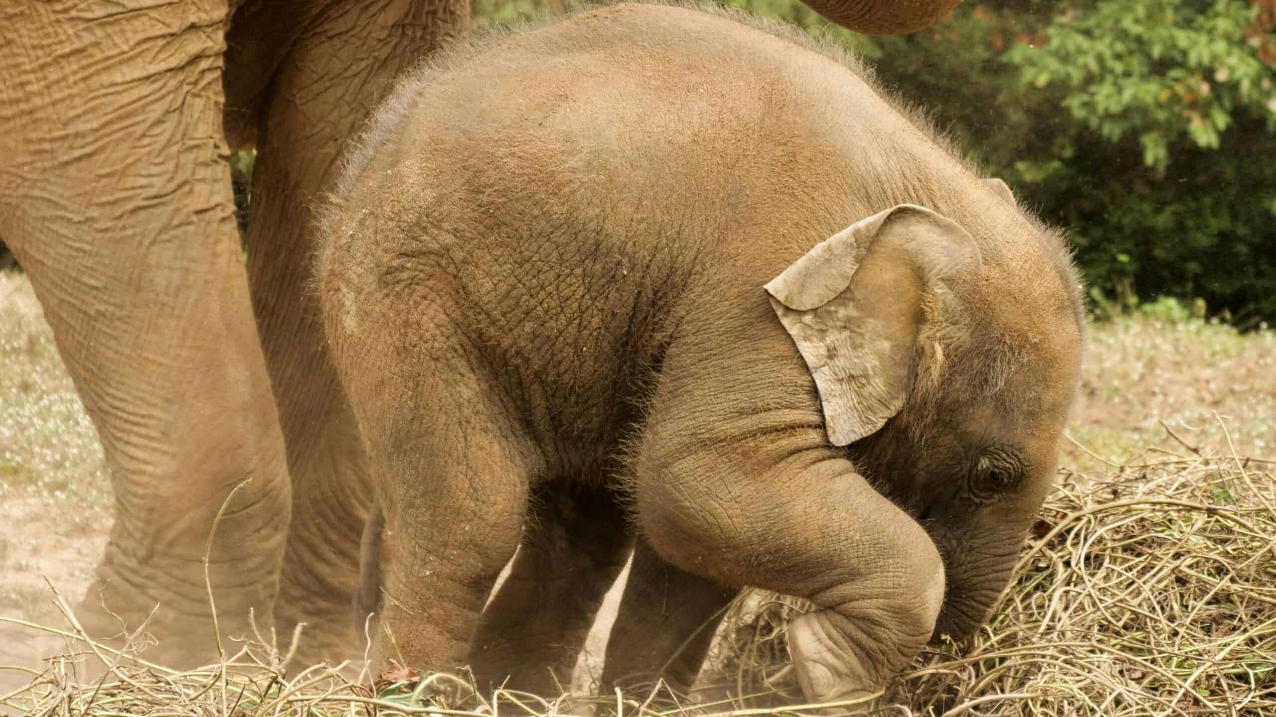 Less Than 1,000 Precious Elephants Left