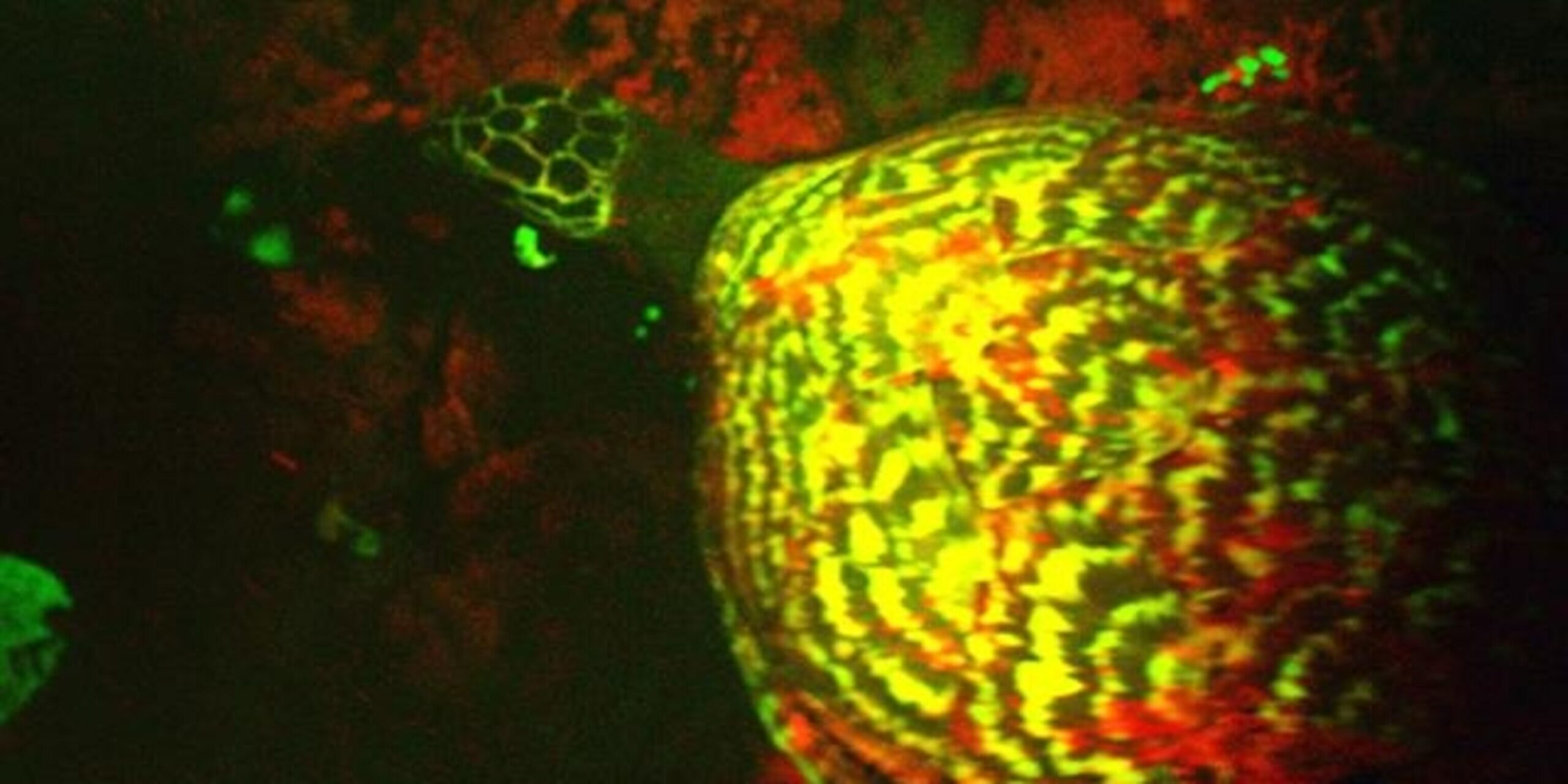 How the Hawksbill Sea Turtle Has Developed a Glow-In-the-Dark Feature