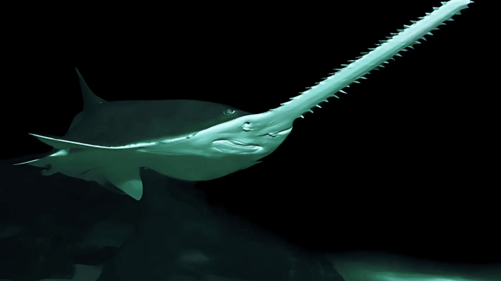 Pristis pectinata called smalltooth sawfish