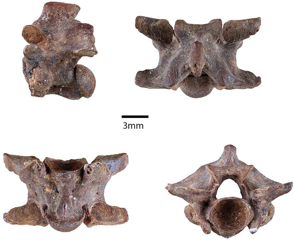 Trunk vertebra of Boa blanchardensis Bochaton and Bailon 2018 collected in the Pleistocene layers of the Blanchard cave on Marie-Galante Island (French West-Indies).
