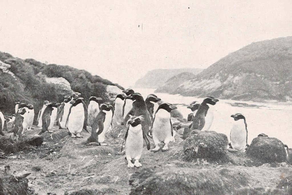 Old photo of penguins in New Zealand.