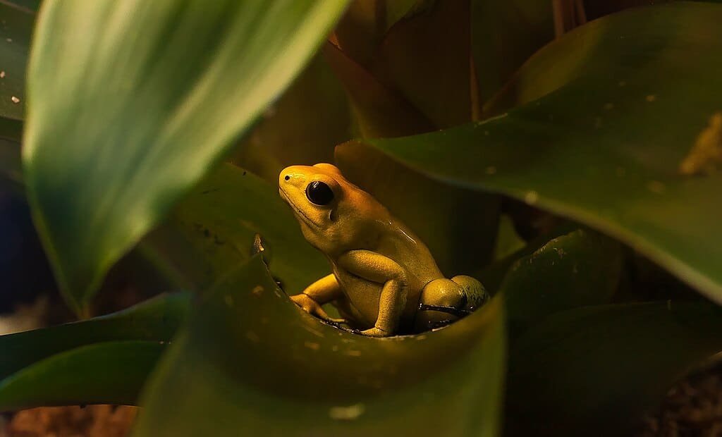 Golden poison dart frog.