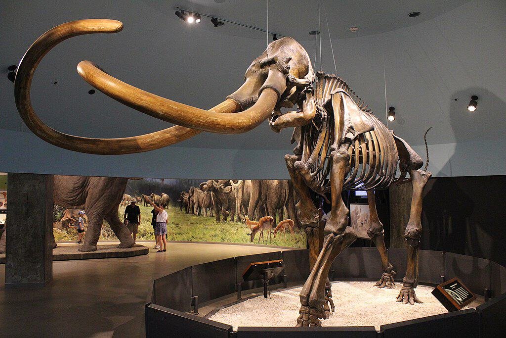 Skeleton of Mammuthus columbi on display at the Page Museum at the La Brea Tar Pits