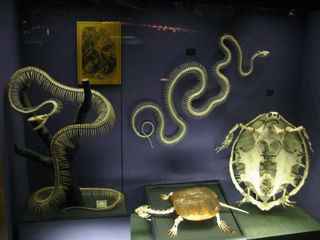 A display on the skeletal structure of snakes and other reptiles, Australian Museum, Sydney, Australia.