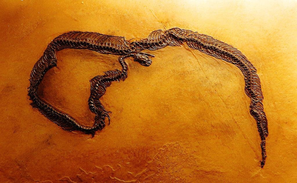 Fossil of an extinct reptile- Took the picture at Museum of Paleontology, Tuebingen