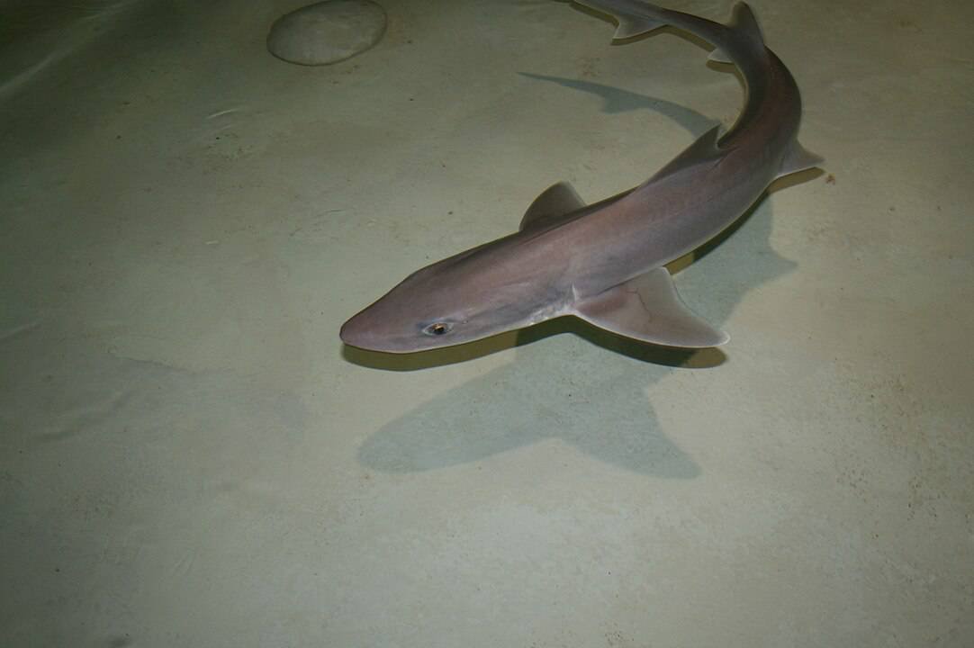 Sharks Are Adapting to Survival by having Virgin Births in Italian Aquariums