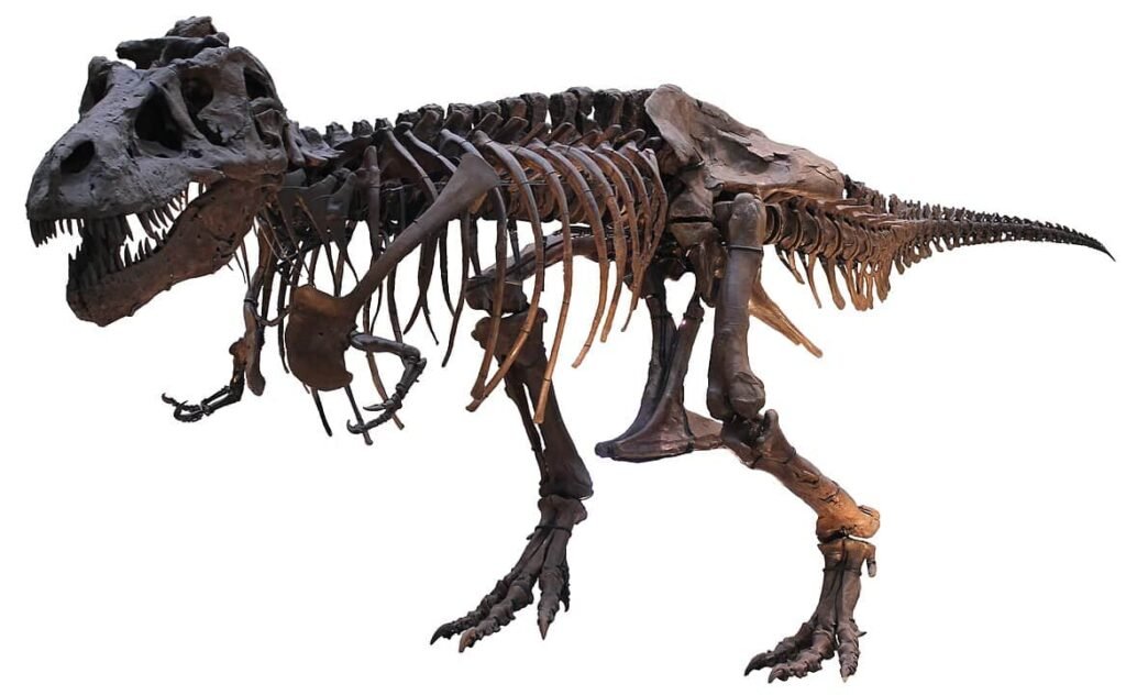 Sue, the most complete fossil skeleton of a Tyrannosaurus Rex specimen ever found.