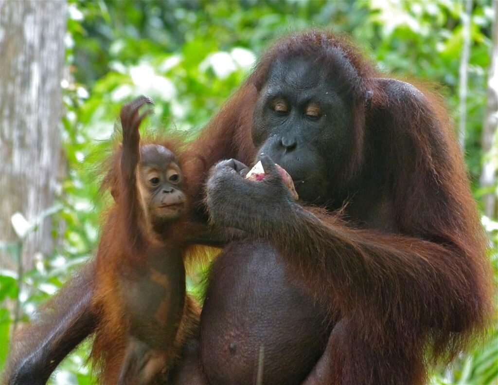 orangutan baby
