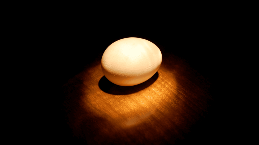 Chicken egg spotlight
