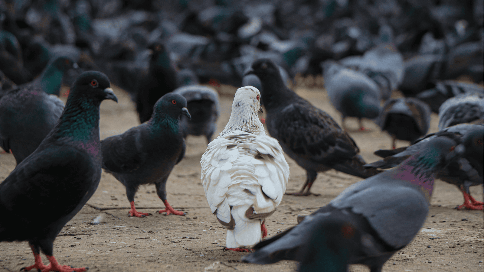How a Racing Pigeon Was Awarded a Military Medal for Saving Soldiers
