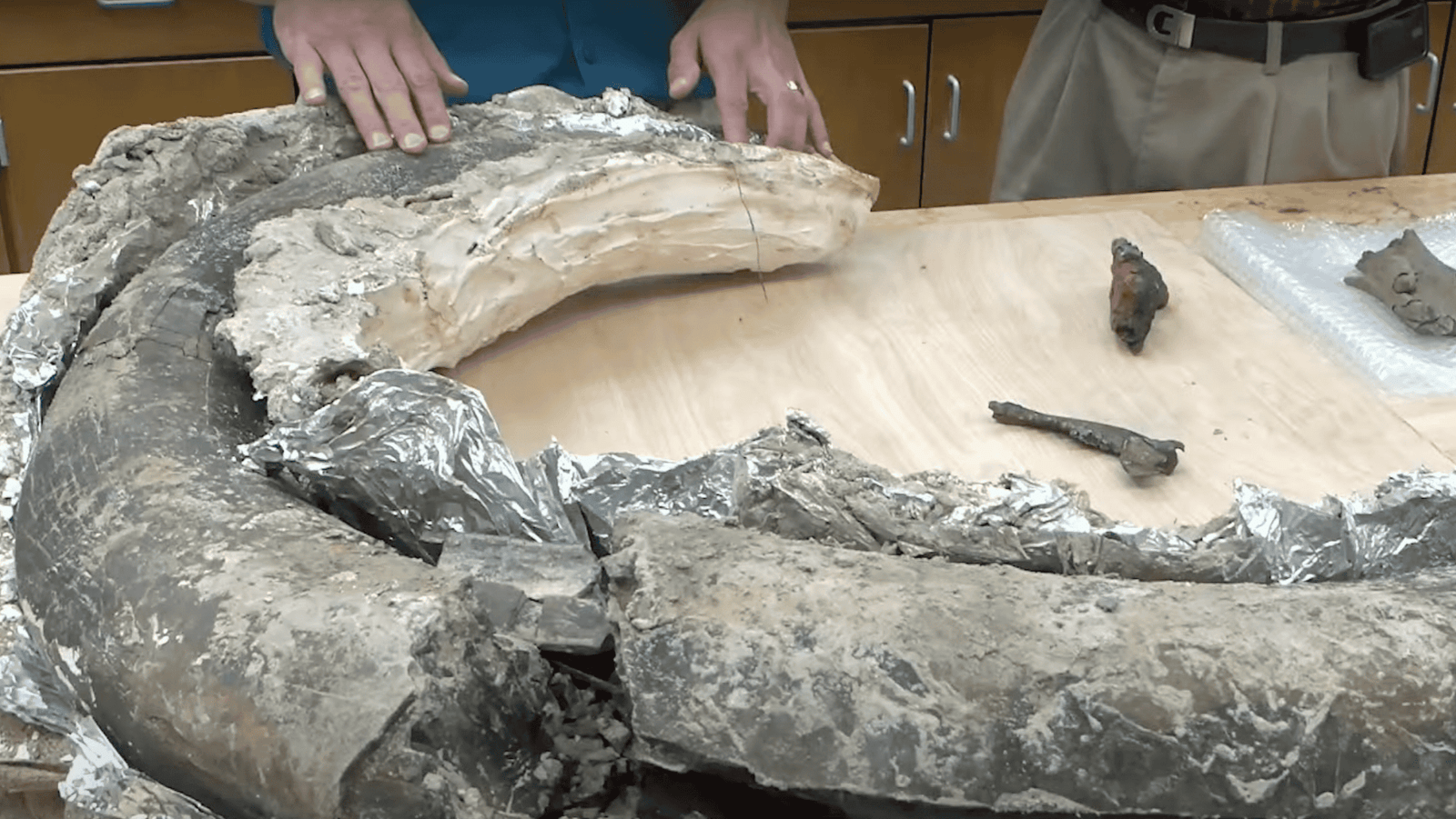 colombian mammoth tusk