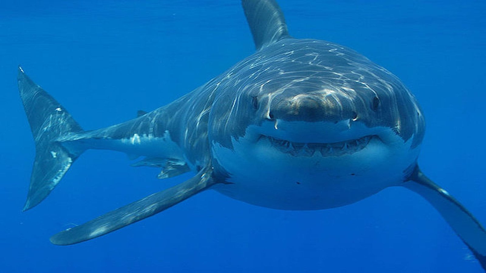 Great white shark faces camera.