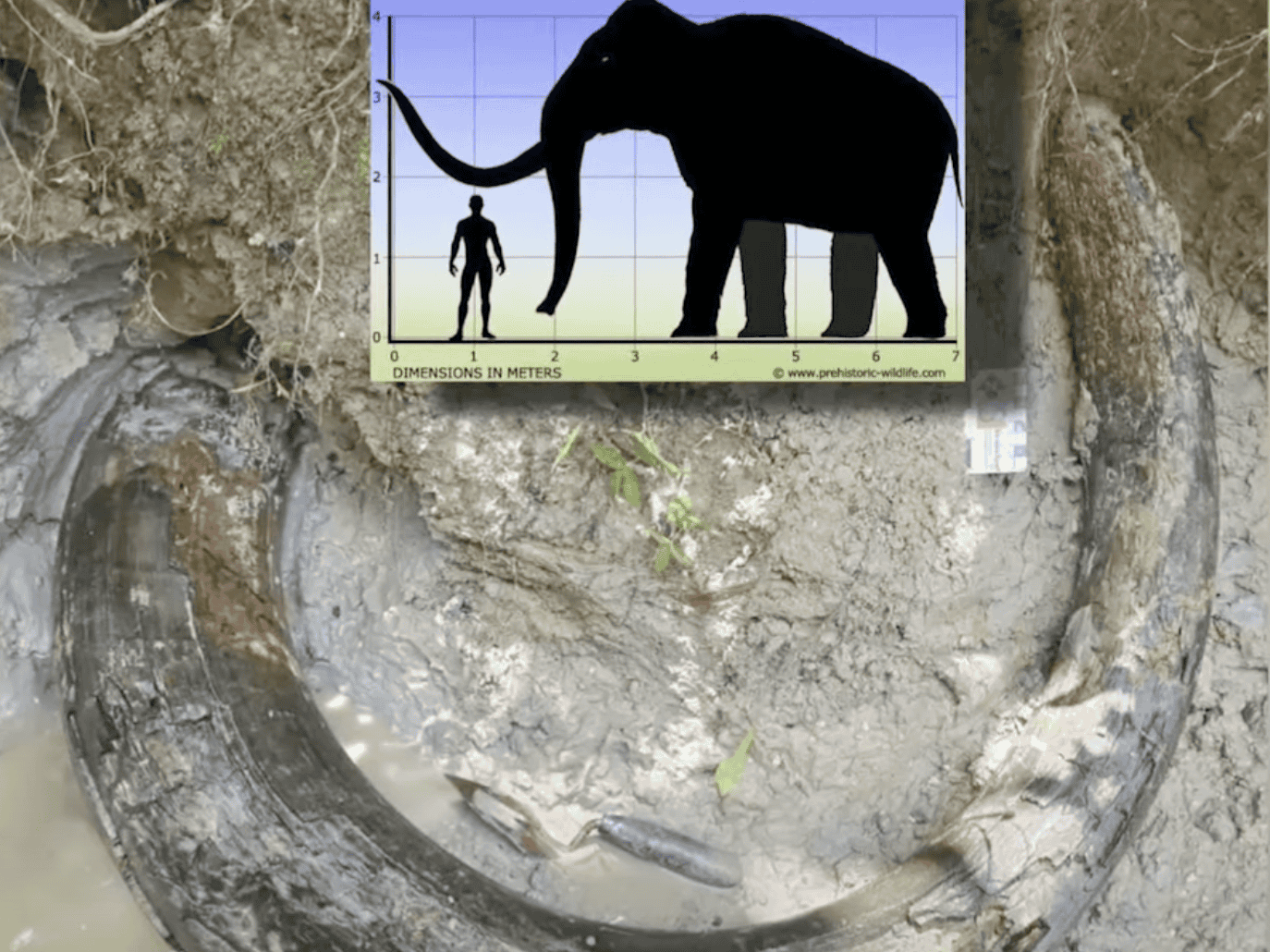 7-Foot, 600-Pound Mammoth Tusk First To Be Discovered In Mississippi