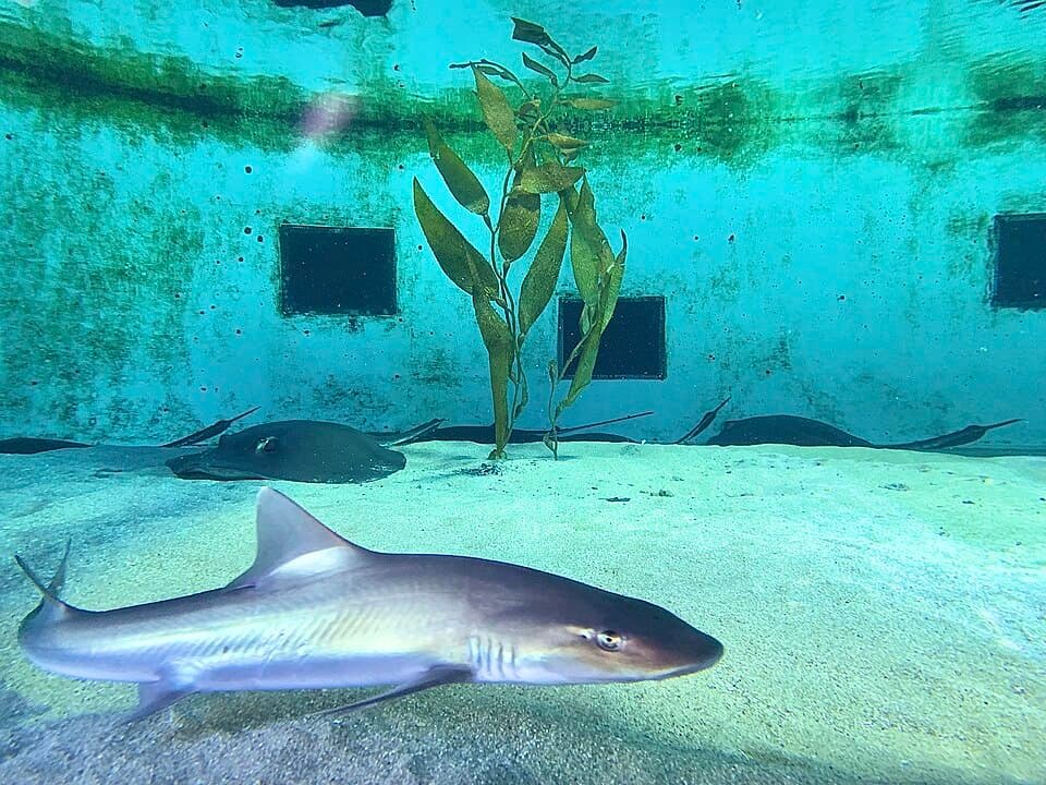 Sharks Are Adapting to Survival by having Virgin Births in Italian Aquariums