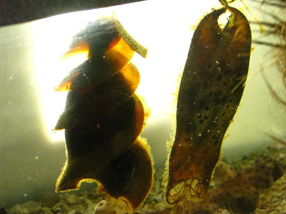 shark egg