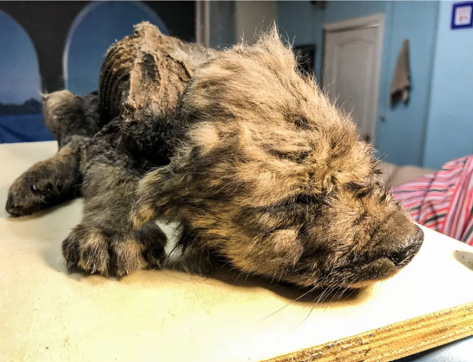 If the wolf puppy didn’t survive, here’s a revised heading: **How an 18,000-Year-Old Wolf Puppy’s Frozen Fate Unveils Survival Tactics of the Ice Age