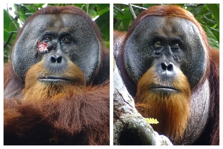 Orangutan Seen Treating Own Wound with Medicinal Plant in the Wild