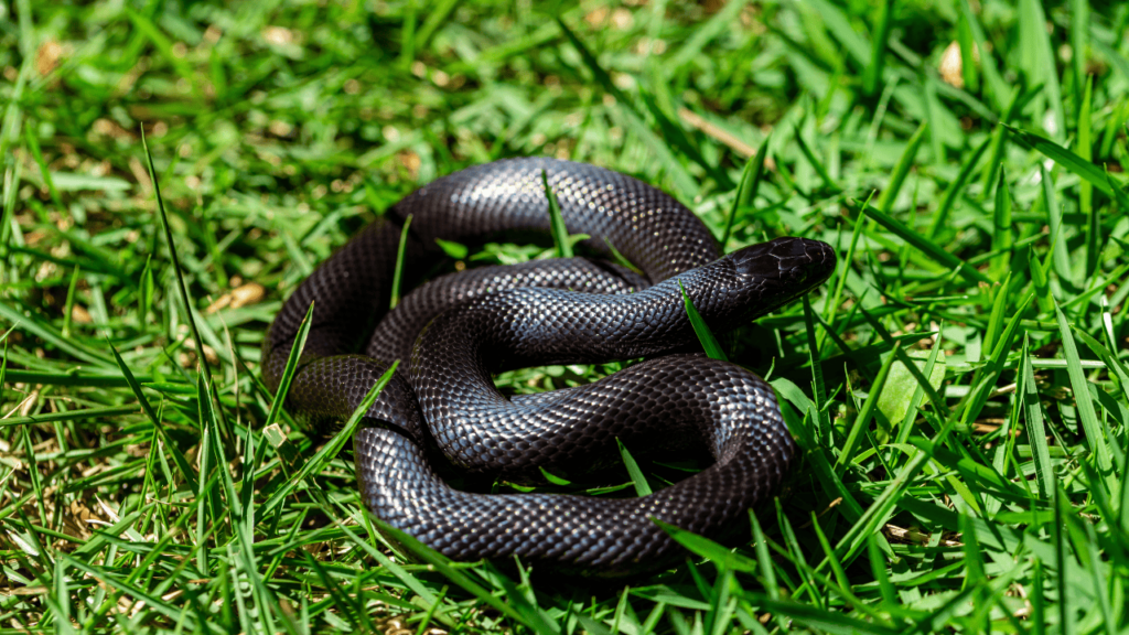 Black King Snake.