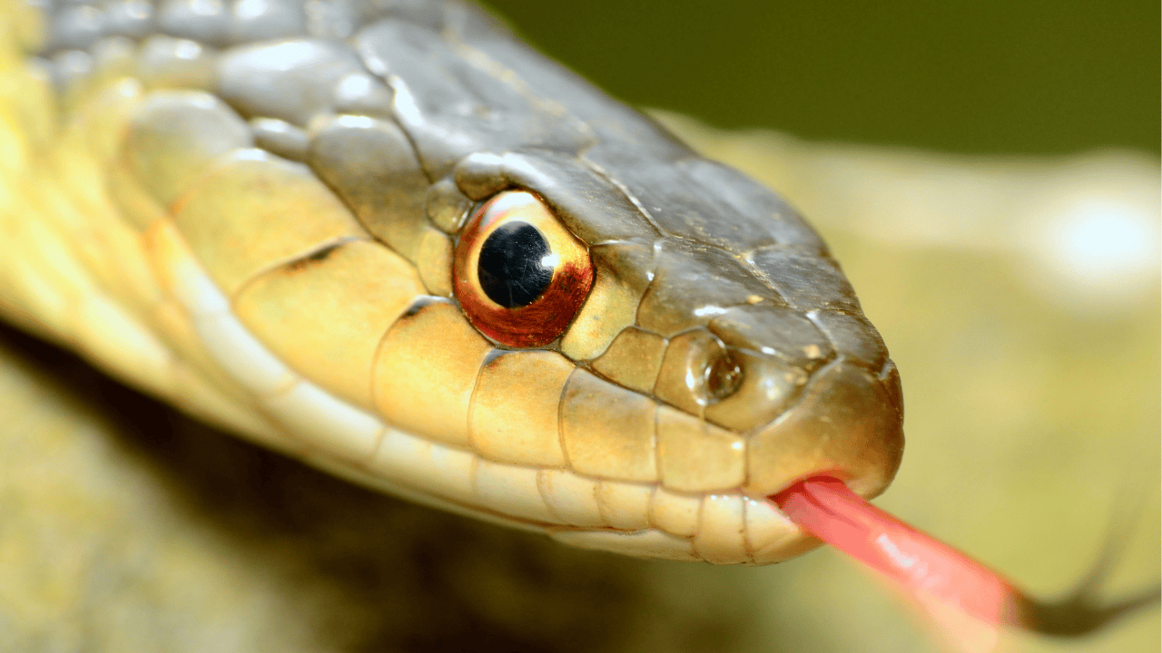Yellow garter snake