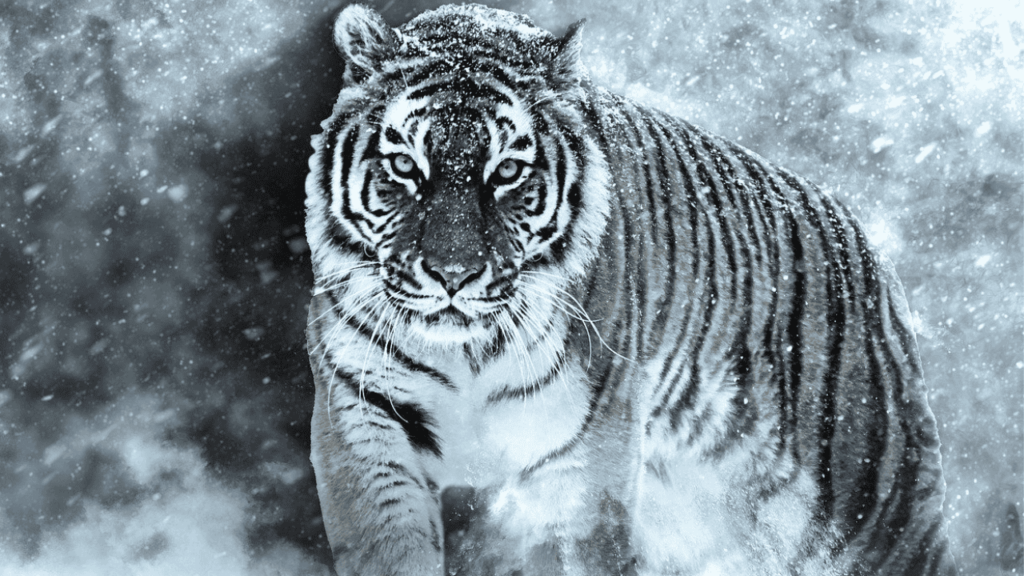 Spirit animal Tiger