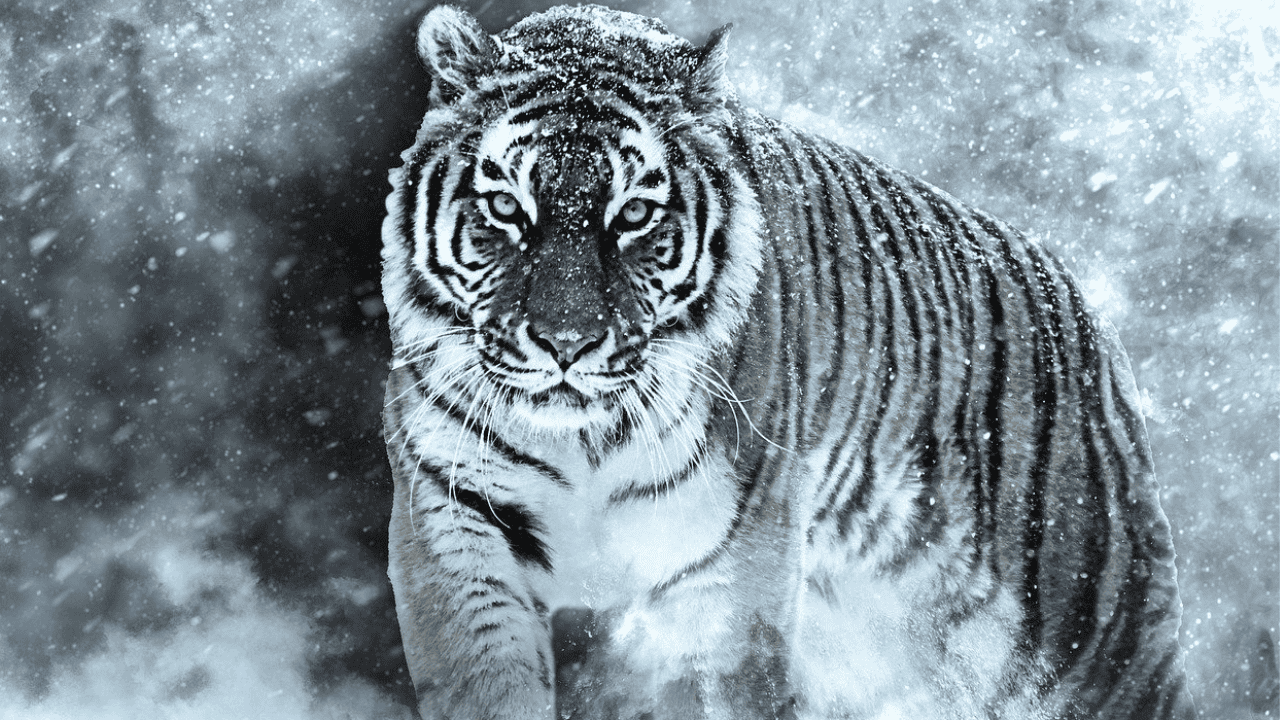 The Evolution of the Tiger and the Journey of an Iconic Predator