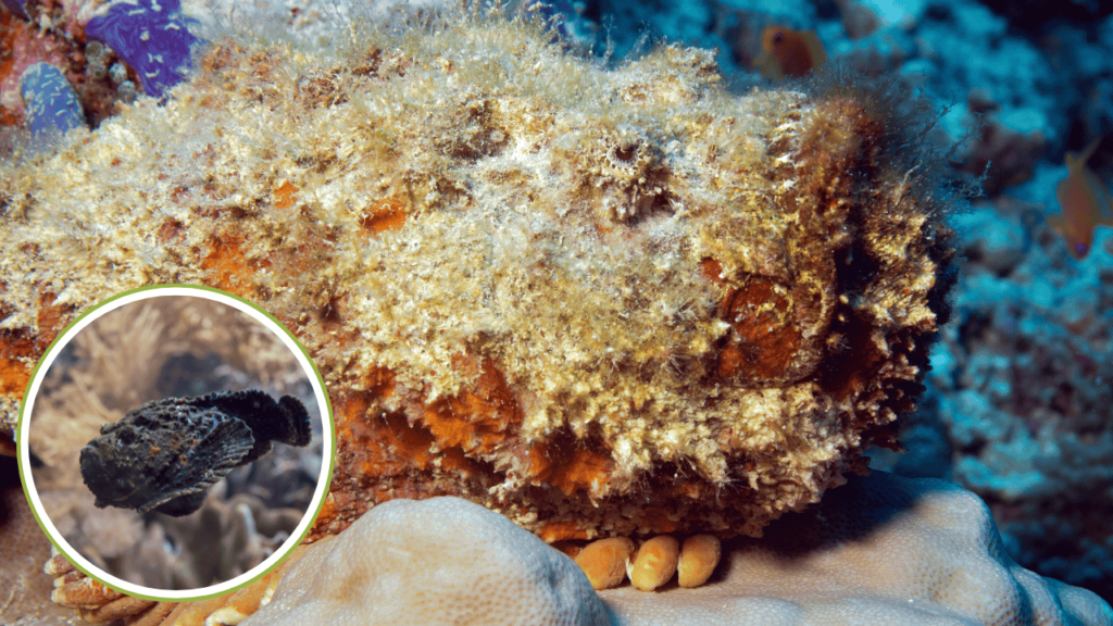 Camouflaged stonefish