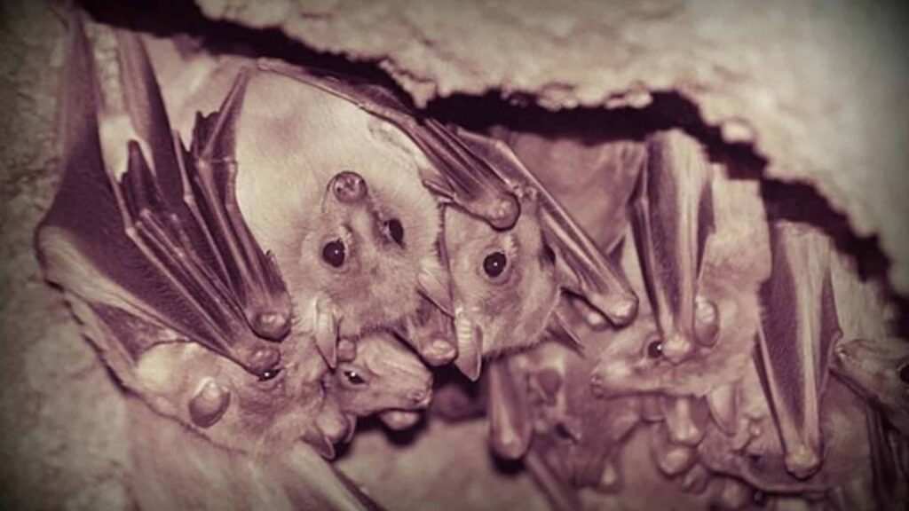 Bats in cave