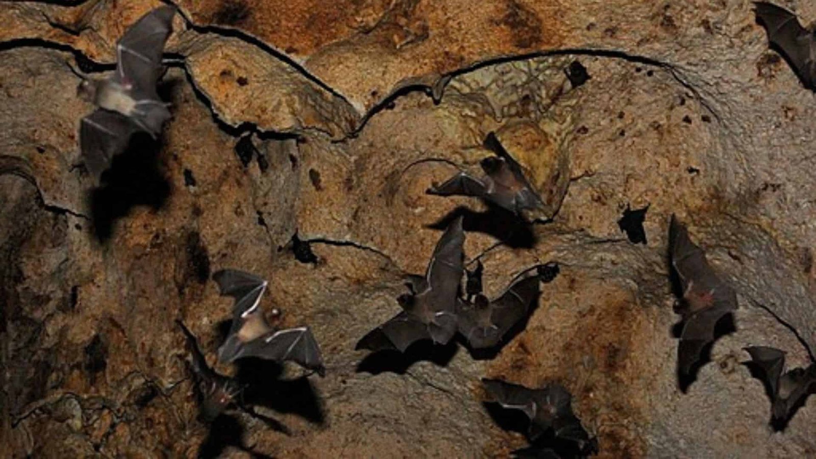 The Secret Societies of Bats: How They Form Friendships and Networks Like Humans