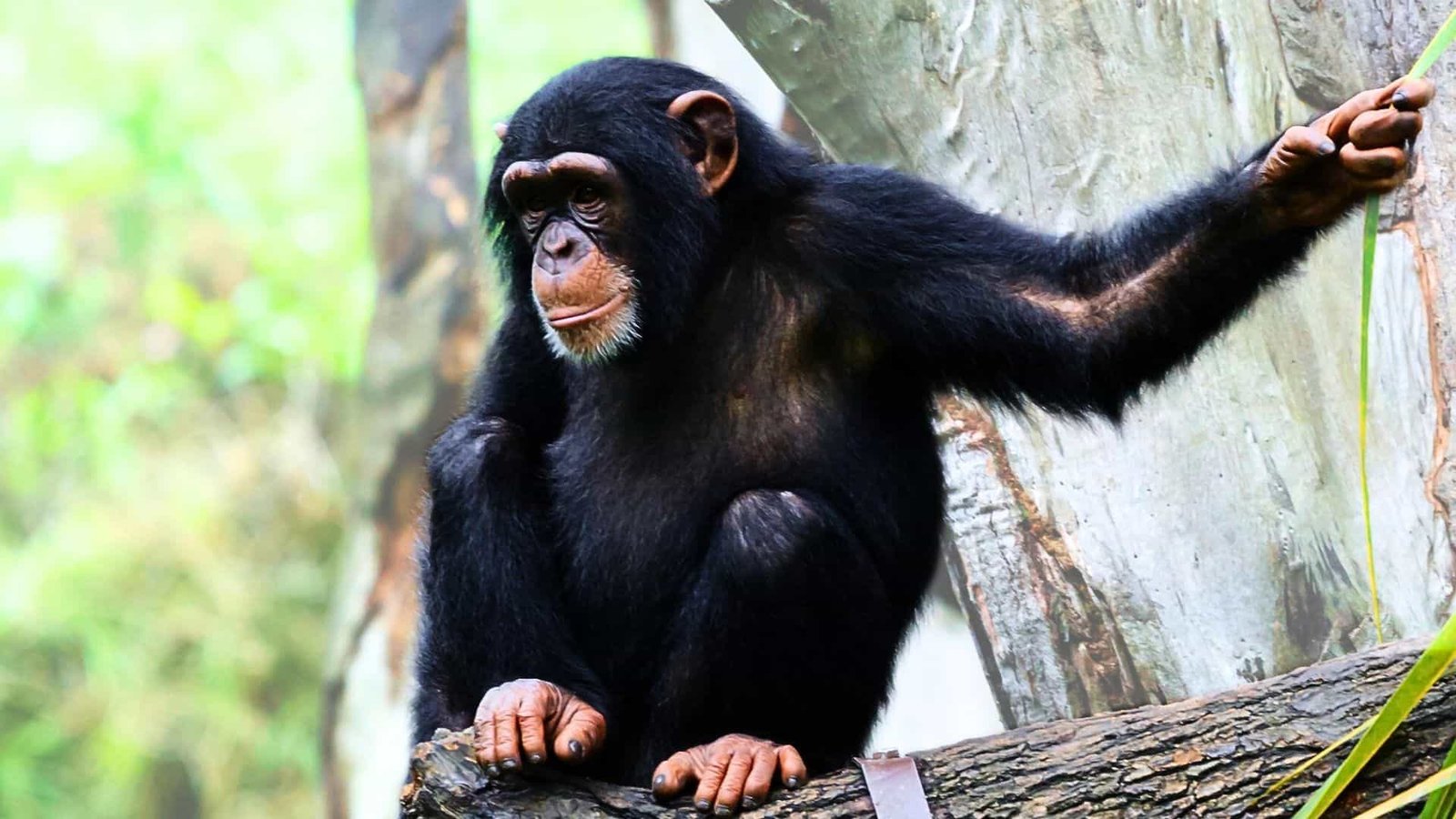 Chimpanzee Culture and Communication: A Peek Into Their Social World