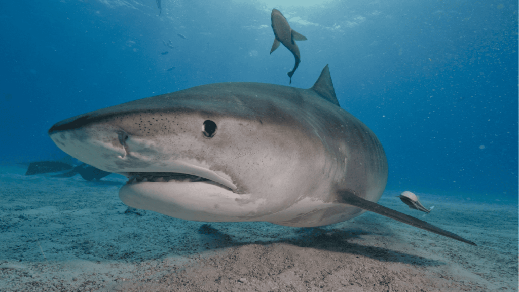 Tiger Shark
