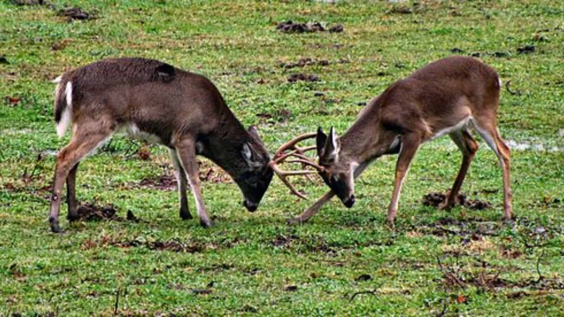 Why Do Animals Fight? Exploring Competition and Survival Tactics