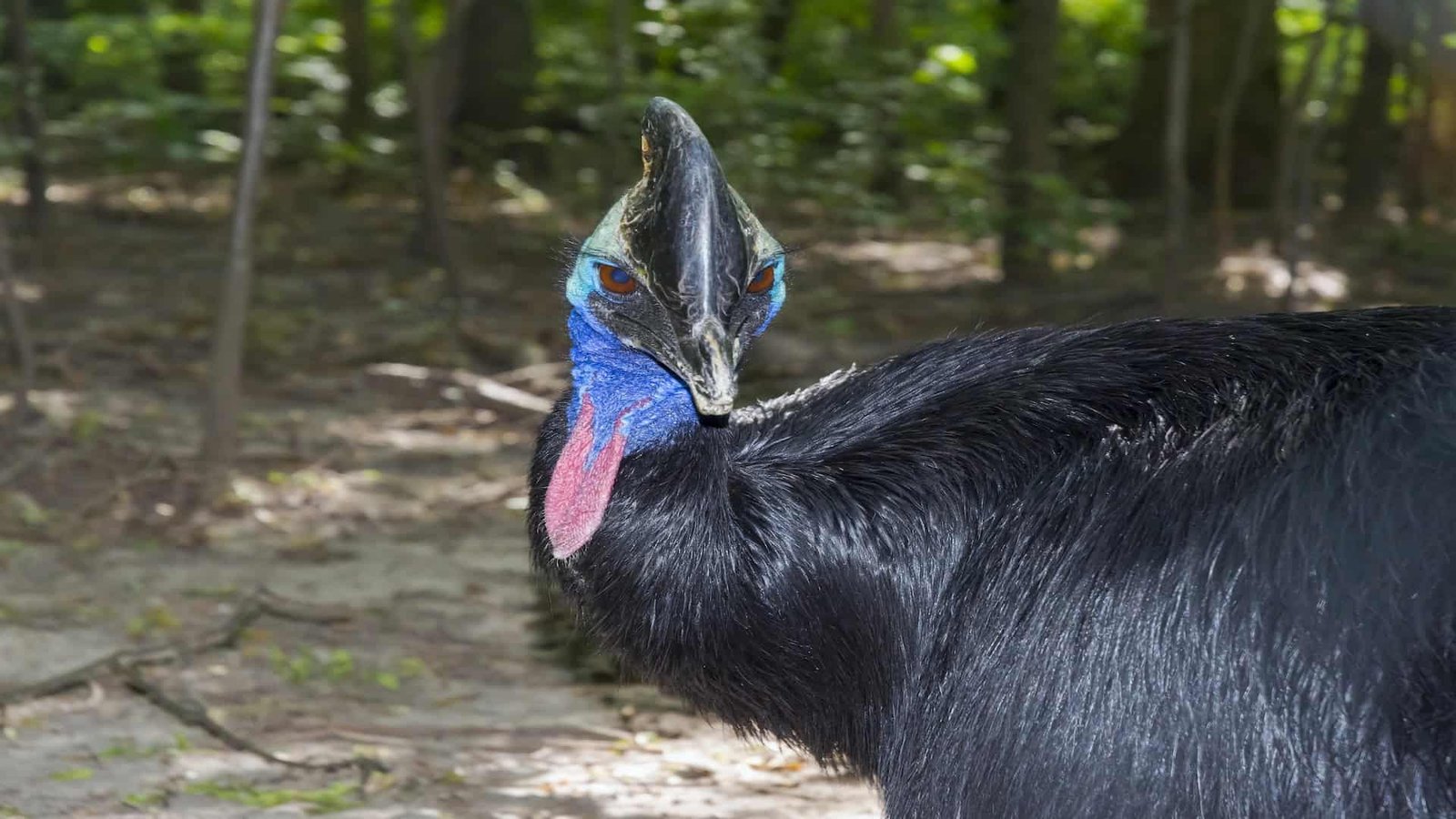 The Cassowary Is a Dinosaur in Disguise — and It Knows It
