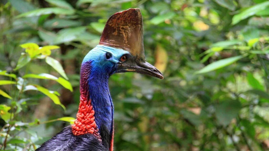 Side view of the colorful cassowary.