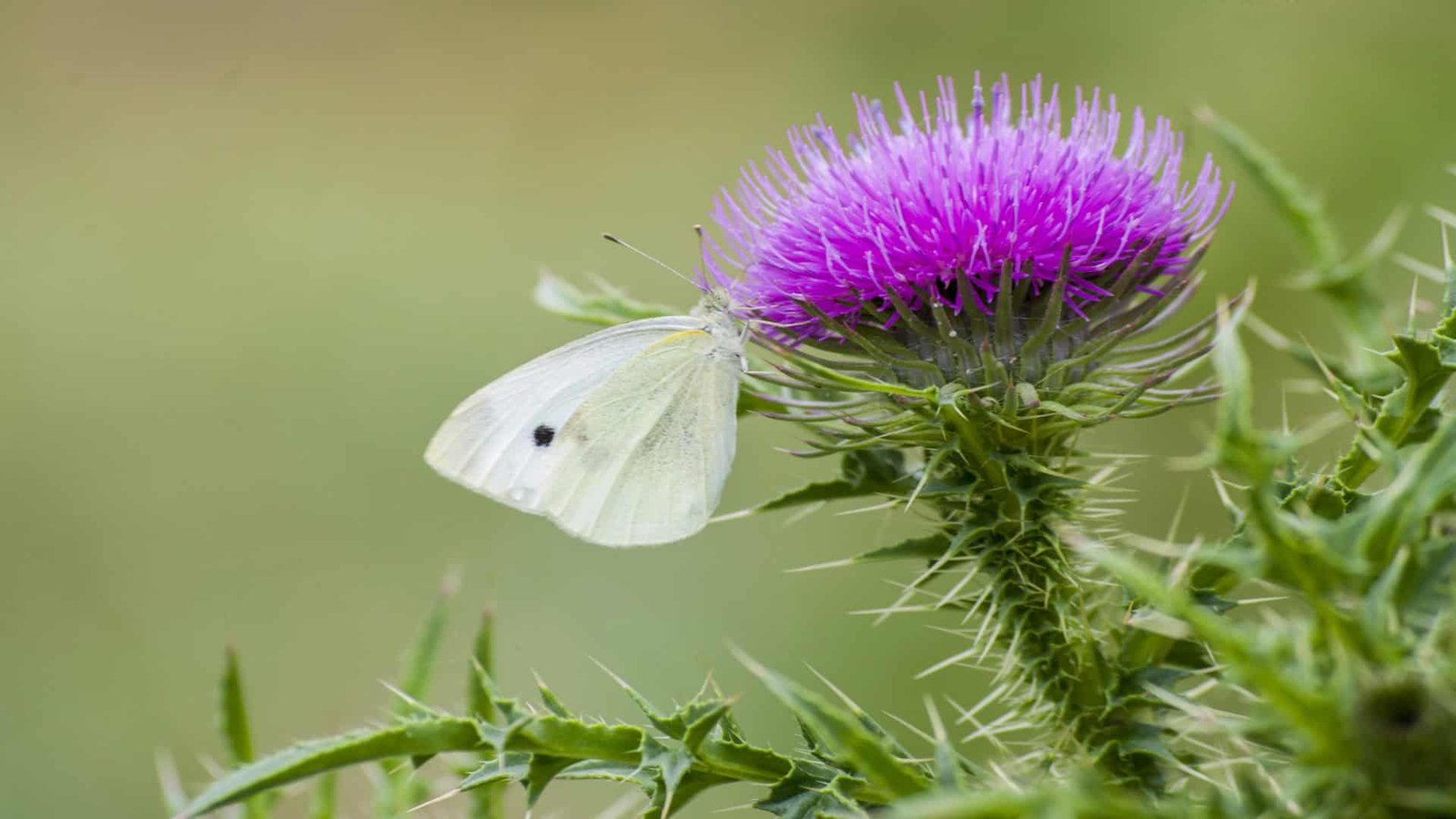 Blessed Thistle’s Role in Healing Nerve Damage