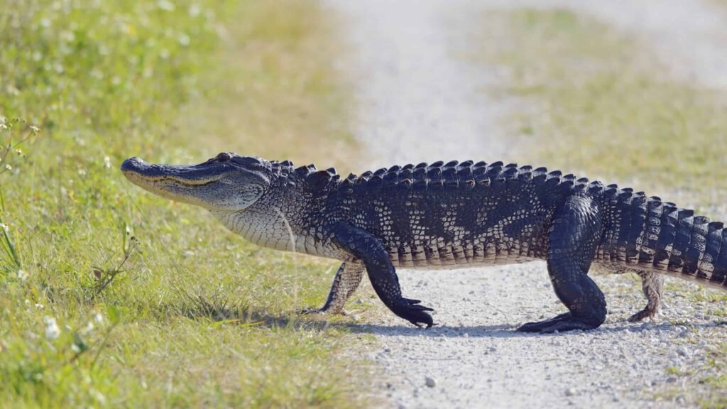 Florida Alligator Crossing the Road