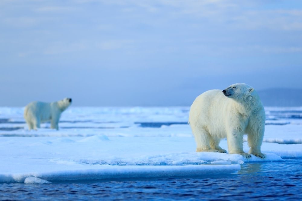 Polar bear couple Arctic Svalbard