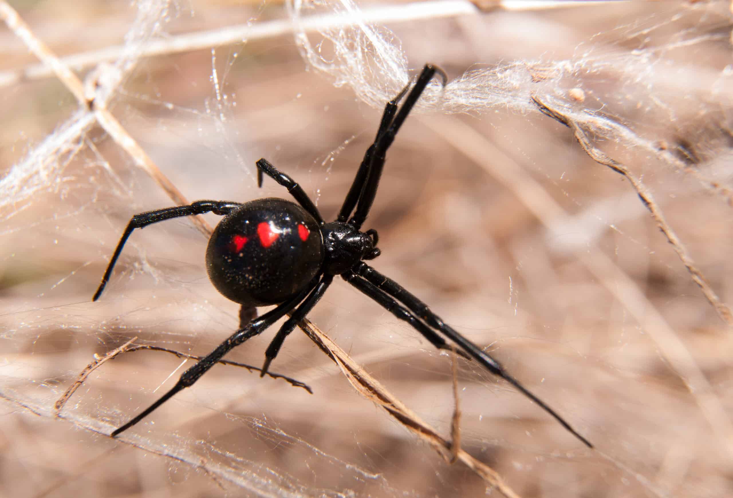 Fatal Black Widow Spider Bites Could Be A ‘Thing Of The Past’ By 2025