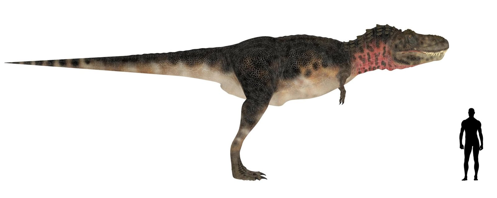 A size comparison of a Tarbosaurus vs. a an average human to illustrate its enormous size.