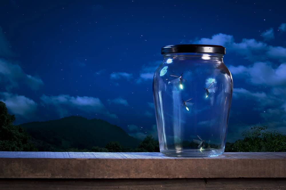 Fireflies inside jar at night.
