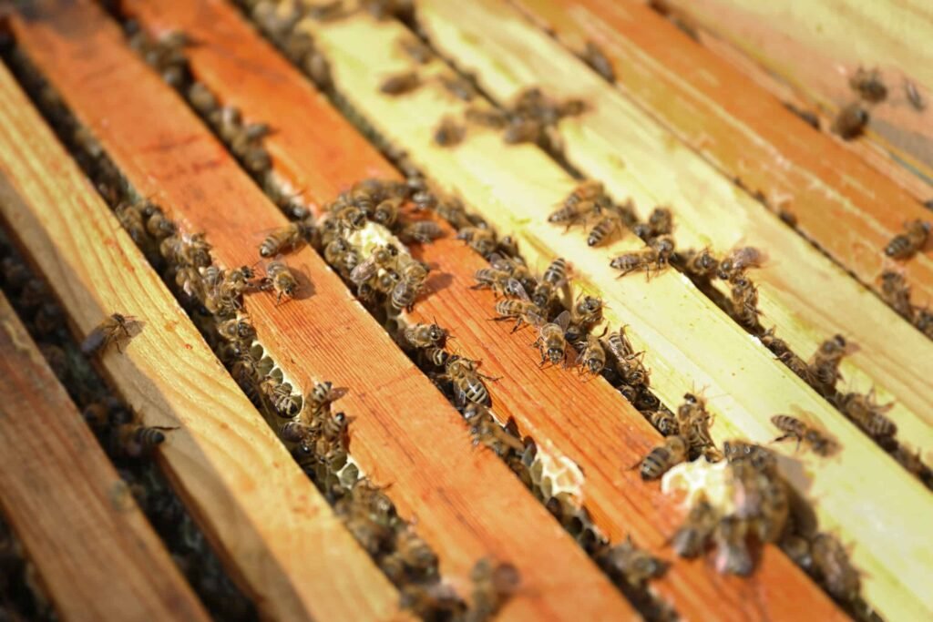 Honeycombs and bees in beehive.
