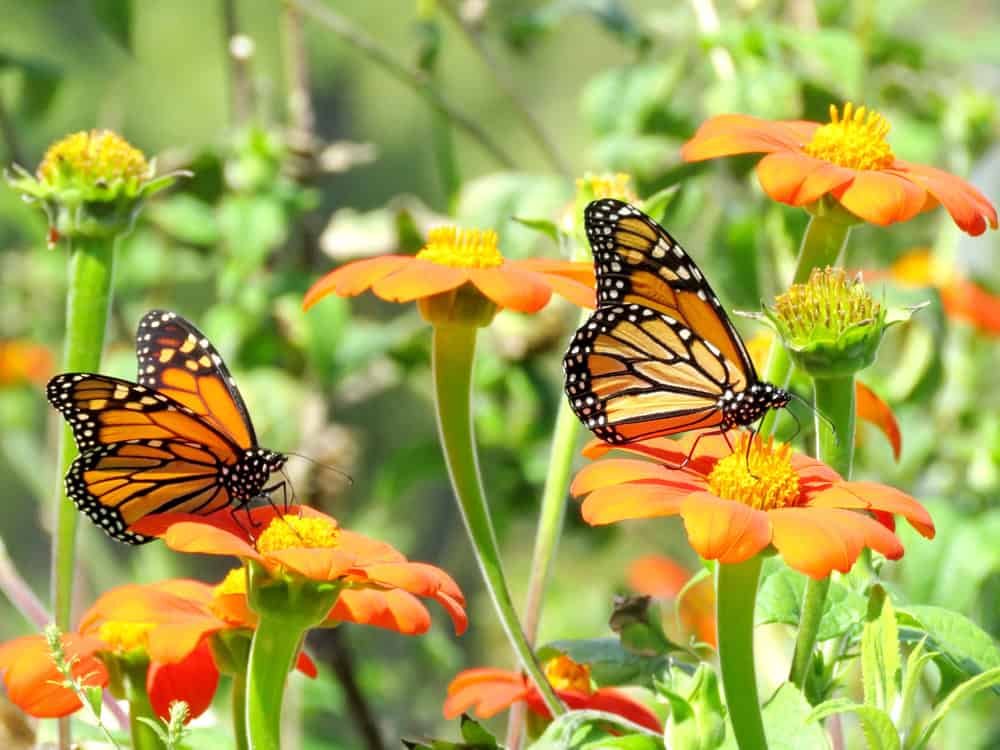 Monarch butterflies on a flowers in garden on bank of the Lake Ontario in Toronto, Canada, September 13, 2016