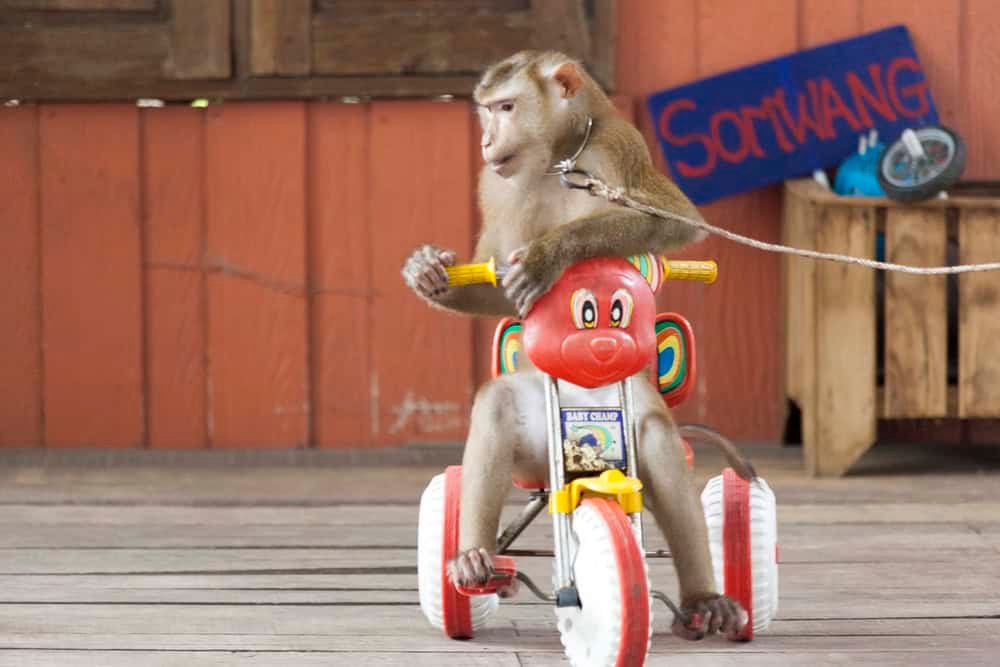 Circus performance Macaque rides a bicycle.