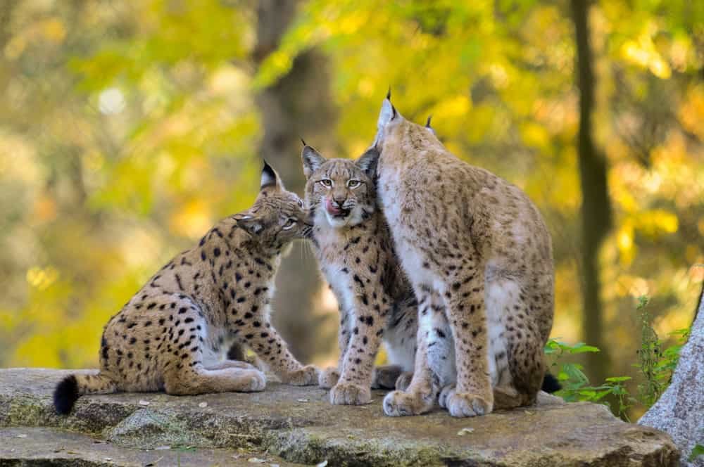 An adult female lynx with cubs.