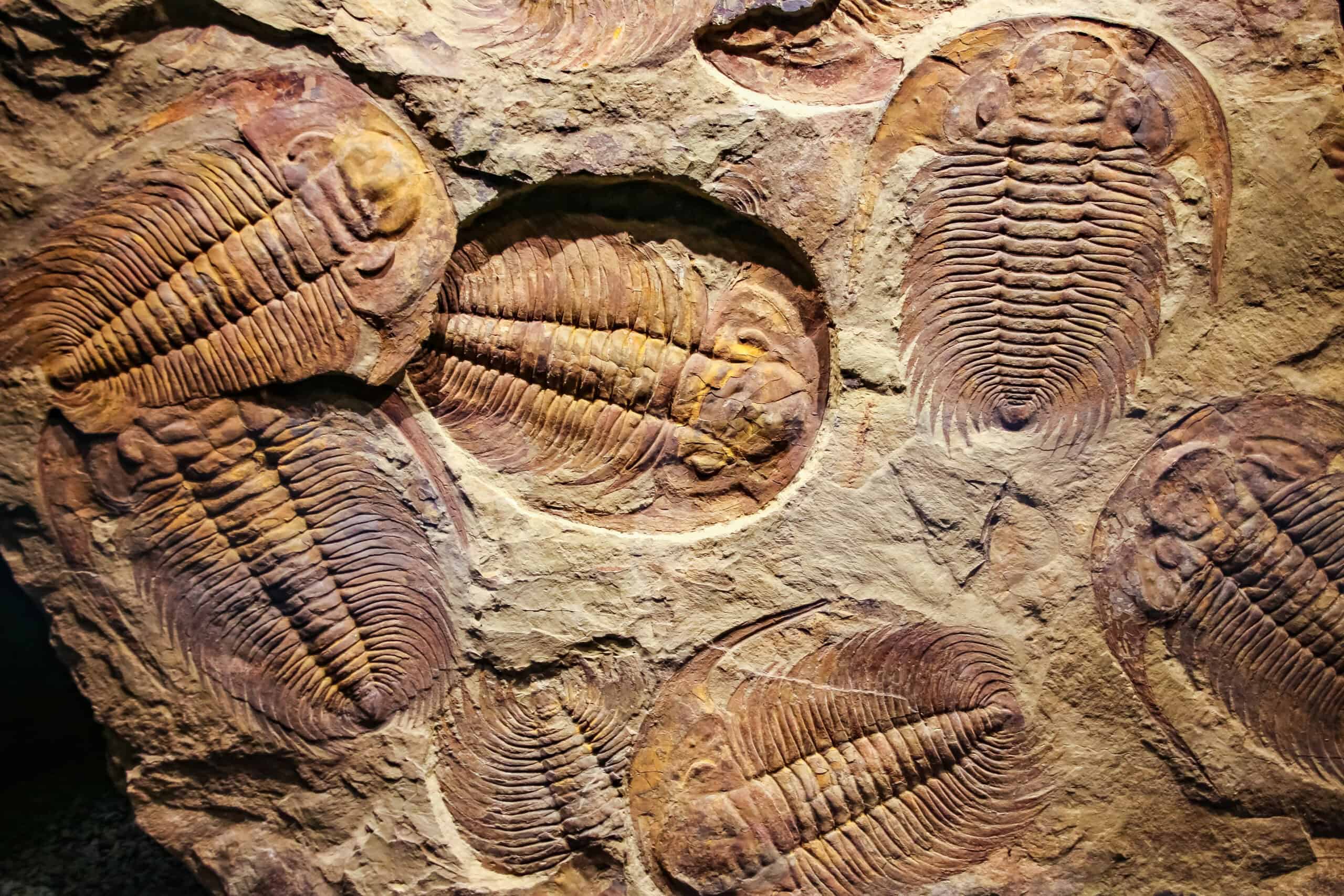 Over 558 Million Years Ago The First Animals Roamed Earth
