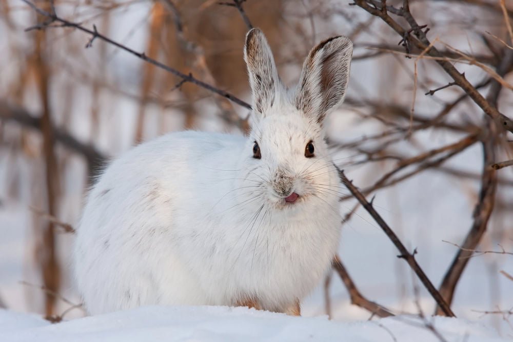 Snowshoe hare sitting in snow in winter in Canada.