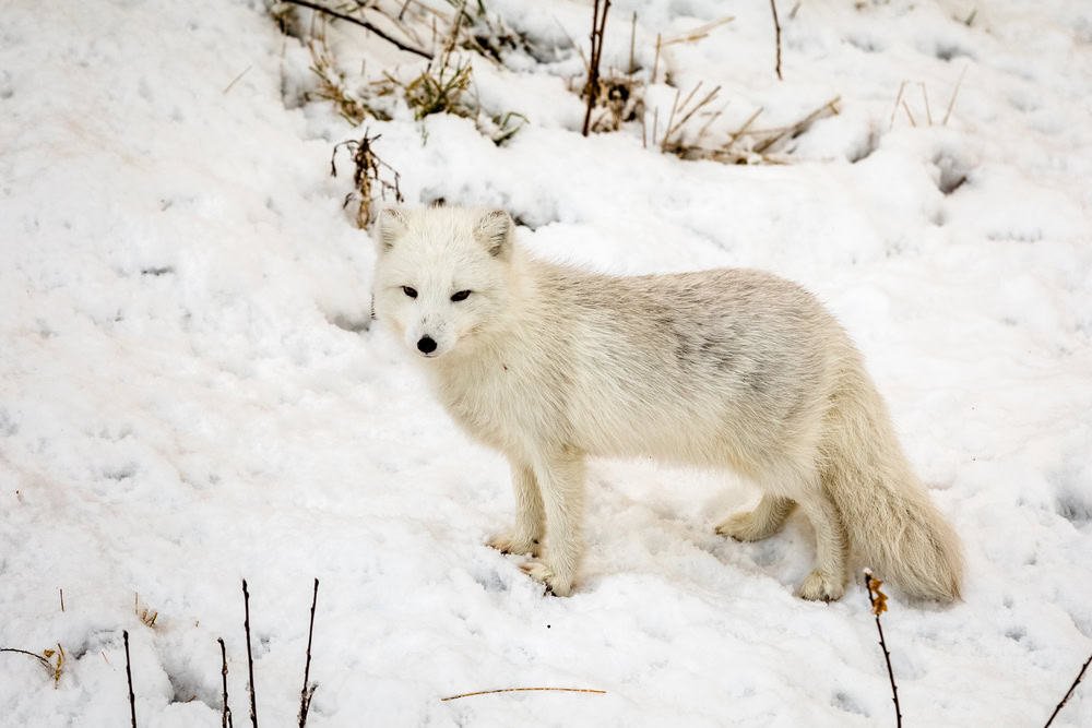 Male arctic fox with winter fur, standing in snow.