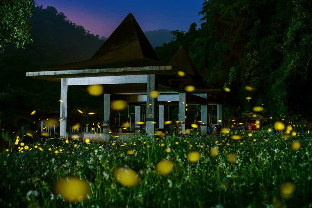 Fireflies in the country side of hsinchu at night