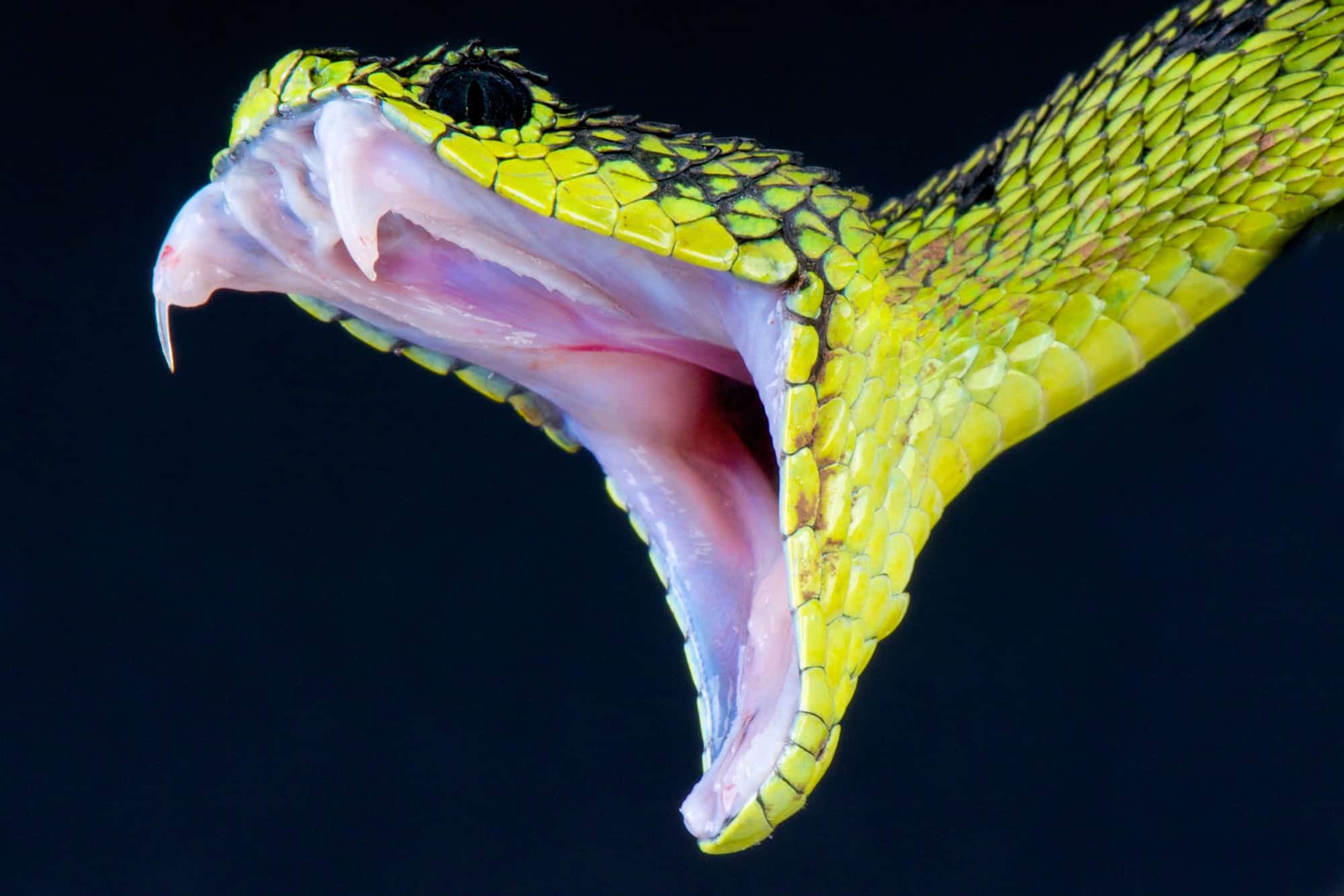 History Needs Rewriting When Discovery Reveals More Than 100 Snake Species Originated From Asia (and Not Africa) 35 Million Years Ago