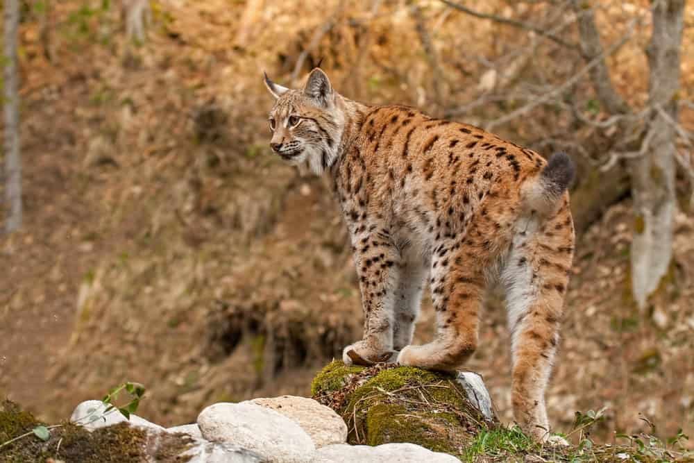 Eurasian lynx standing on a rock in autmn forest