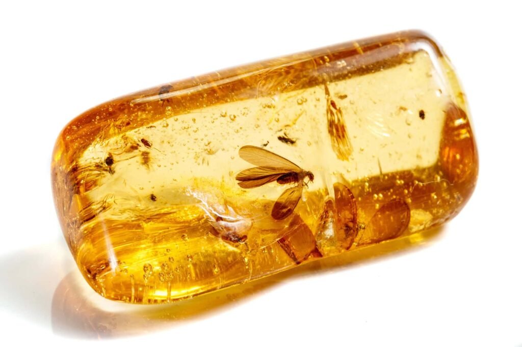 An amber fossil.